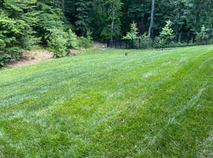 Lisa R.'s lawn care service result