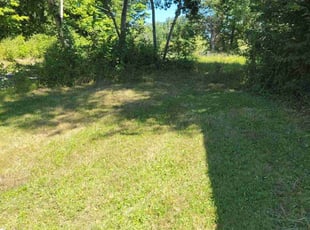 Carey C.'s grass cutting service result