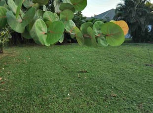 Toi Y.'s lawn service service result