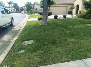 Tabatha V.'s turf maintenance service result