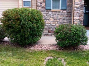 Margaret F.'s Bush Trimming service result