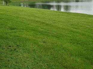 Juan A.'s lawn care service result