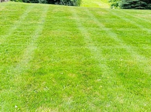 Spencer P.'s turf care service result