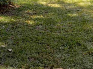 Chris G.'s lawn care service result