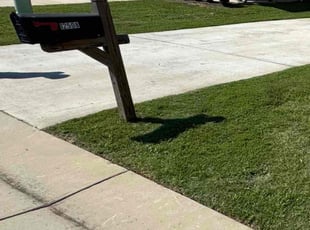 Indy B.'s lawn maintenance service result