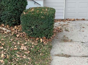 David F.'s turf care service result