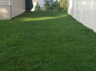 Aileen C.'s lawn service service result