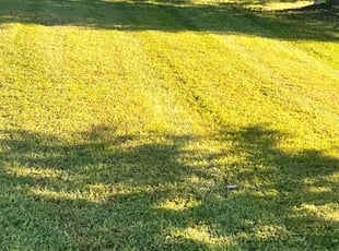 Marci K.'s lawn care service result