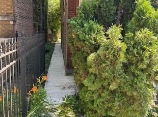 Alfonzie S.'s Bush Trimming service result