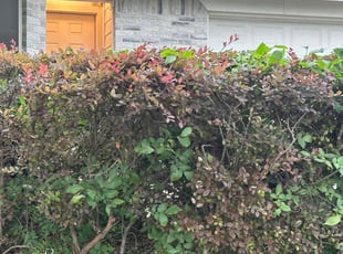 Patricia R.'s Bush Trimming service result