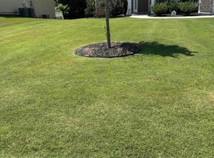 Patricia M.'s lawn care service result