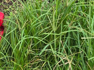 Donna R.'s lawn care services service result