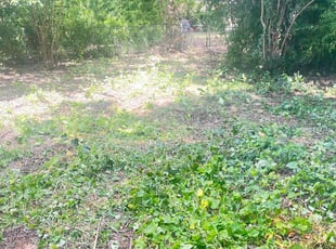 Joe S.'s Bush Trimming service result