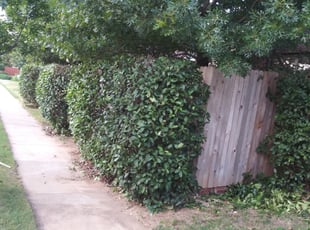 Tina H.'s Bush Trimming service result