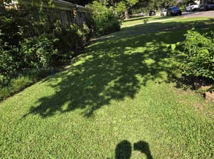 Carolyn N.'s lawn maintenance service result