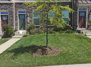 Ryan S.'s lawn care services service result