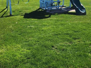 Anne D.'s landscape maintenance service result