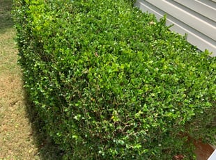 Quin N.'s Bush Trimming service result