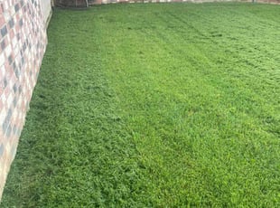 Shaun A.'s grass cutting service result