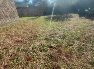 Emily S.'s turf care service result