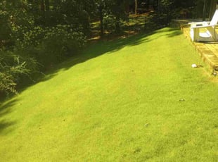 Erica S.'s turf care service result