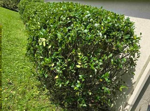 Raja C.'s Bush Trimming service result