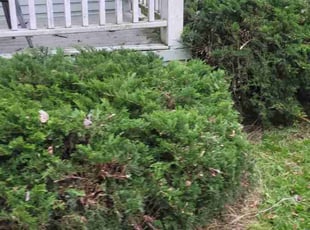 Sohaila M.'s Bush Trimming service result