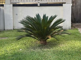 Mary K.'s Tree Care service result