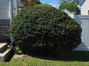 Suzy H.'s lawn care services service result