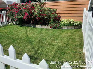 Jessica D.'s turf care service result