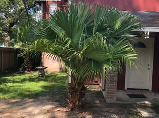 Samantha V.'s Bush Trimming service result