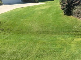 Colleen H.'s turf care service result