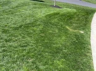 Juan M.'s lawn care service result