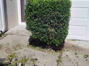 Meschelle J.'s Bush Trimming service result