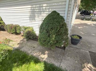 Carr N.'s Bush Trimming service result