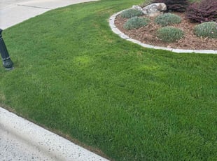 Kristy J.'s grass cutting service result