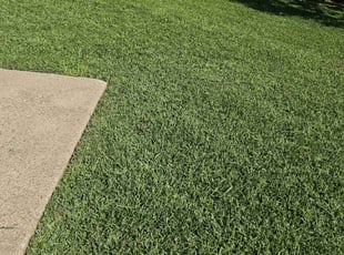 Kyungho Y.'s lawn service service result
