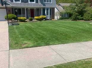 Rahil N.'s lawn care service result