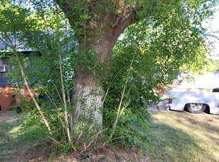Melissa S.'s Bush Trimming service result