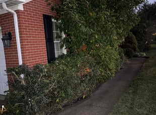 Sean O.'s Bush Trimming service result
