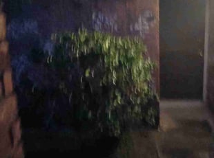 Jonathan N.'s Bush Trimming service result