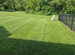 Dana H.'s lawn service service result
