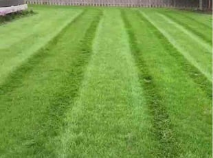 Cheryl B.'s lawn maintenance service result