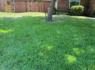 Jane H.'s turf maintenance service result