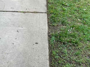 Christopher R.'s Long Grass Cleanup service result