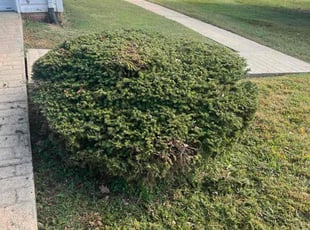 Jason W.'s Bush Trimming service result