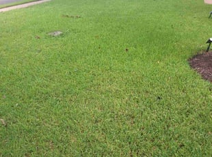 Madie A.'s grass maintenance service result
