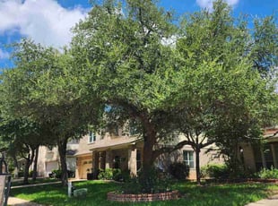 Tony D.'s Tree Trimming service result