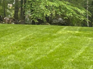 Cameron R.'s lawn care services service result