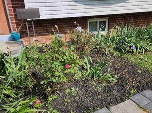 Erin F.'s Bush Trimming service result